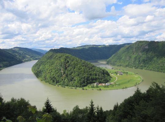 Donauschlinge vom Schlögener Blick